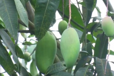 Sau vải thiều chiếm lĩnh thị trường Nhật, đến lượt xoài Sơn La đi Mỹ