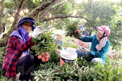 Hơn 1 tấn vải thiều Hải Dương lần đầu xuất khẩu sang Nhật