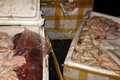 Con đường nội tạng thối rữa đến bàn ăn của thực khách