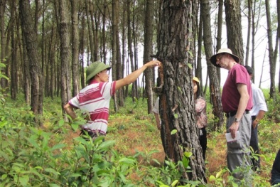 Khi khoa học công nghệ thành 'bệ phóng' nâng tầm ngành lâm nghiệp 