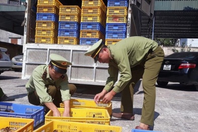 Phát hiện hơn 14.500 con gà giống nhập lậu từ Trung Quốc