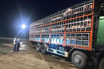 Hà Nội: Mở rộng nguồn cung ứng thịt lợn cho thị trường bán lẻ