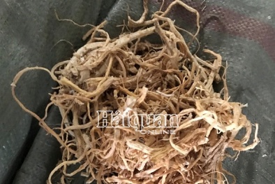 Phát hiện hơn 100 tấn nguyên liệu làm thuốc đông y nhập khẩu không khai báo