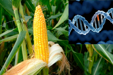 Công nghệ chỉnh sửa gen: Giải pháp tương lai giúp nâng cao năng suất, chất lượng nông sản Việt 