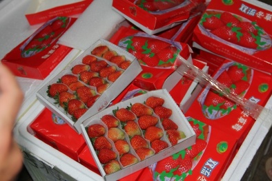 8,3 tấn dâu tây Trung Quốc nhập nhèm dâu tây Đà Lạt bị bắt giữ