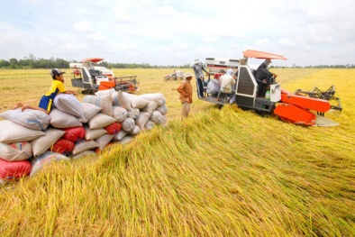 Việt Nam vượt Thái Lan trở thành nước xuất khẩu gạo lớn thứ 2 thế giới