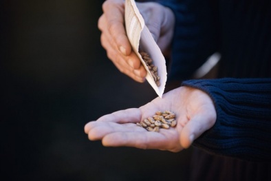 Hạt giống kém chất lượng từ Trung Quốc có thể gây hại cho nông nghiệp và sức khỏe