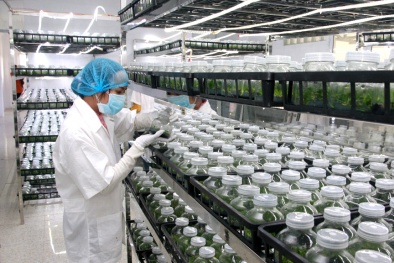 “Sân chơi” xuất khẩu: Cơ hội ngang nhau, thành công hay không phụ thuộc từng quốc gia