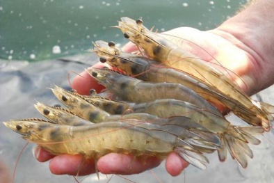 Tăng cường kiểm soát, đảm bảo chất lượng tôm giống trên thị trường