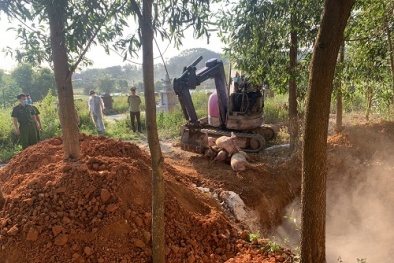 Xử phạt chủ hàng vận chuyển, thu gom để tiêu thụ lợn mắc bệnh tả châu Phi