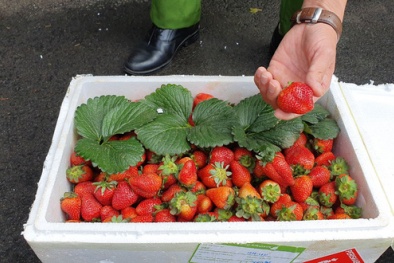 Dây tây Trung Quốc 22 ngày không hỏng, chất độc được phát hiện nguy hiểm tới mức nào?
