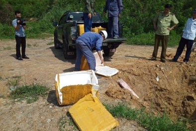 Cảnh báo nguy cơ mất an toàn từ nầm lợn không rõ nguồn gốc