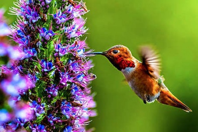 Đa dạng sinh học trong chương trình tiêu chuẩn hóa 