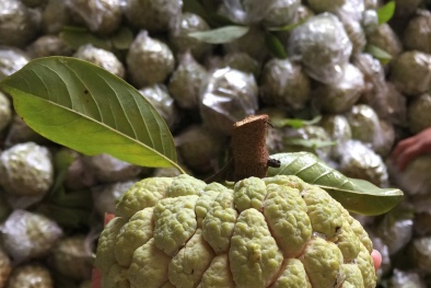 Na dai Lục Nam chính thức được bảo hộ chỉ dẫn địa lý 