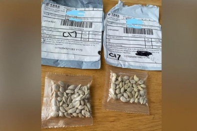 Người Nhật, Mỹ đồng loạt nhận được hạt giống lạ đến từ Trung Quốc: Sự thật phía sau