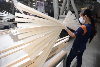 Hạt điều và ngành gỗ 'lội ngược dòng'