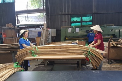 Không dung túng doanh nghiệp phá giá gỗ ván dán