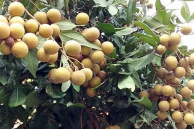 Hàng chục tấn nhãn xuất khẩu thành công: Tiếp tục tìm kiếm cơ hội đưa nhãn Việt ra thế giới