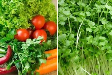 Cảnh báo lý do rau xanh, rau mầm rất dễ gây ngộ độc 