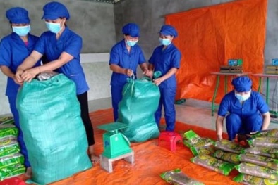 Hơn 5 tấn miến dong Bắc Kạn lần đầu xuất khẩu sang châu Âu