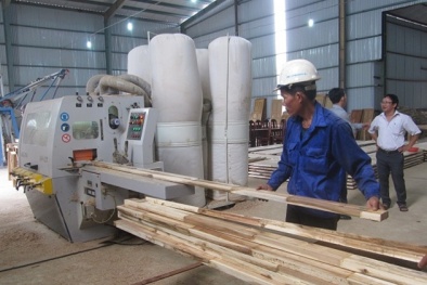 Gỡ vướng cho hoạt động xuất khẩu gỗ cao su dạng tấm 
