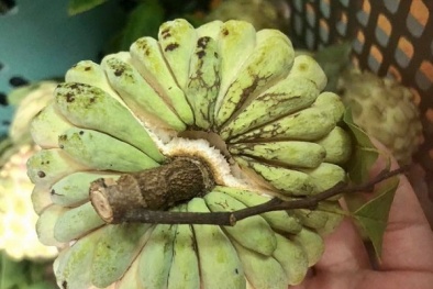 Đến hẹn lại lên, loại na tưởng chừng ‘thất sủng’ bỗng ‘đắt như tôm tươi’