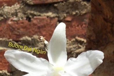 Một mầm hoa lan nhỏ xíu bán giá hơn 11 tỷ: Cảnh báo chiêu lừa đảo, biến tướng