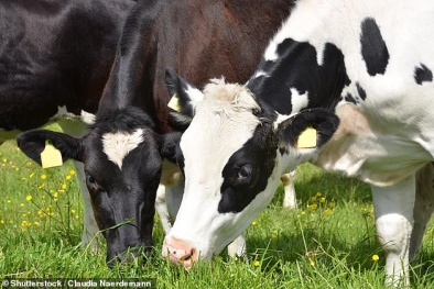 Chuyên gia: Sử dụng sữa bò tốt cho môi trường hơn sữa đậu nành