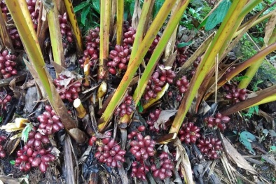 Thảo quả Vị Xuyên chính thức được bảo hộ chỉ dẫn địa lý 