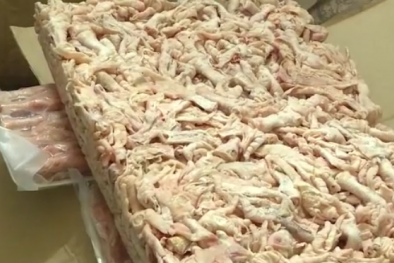 Lợn bị nhiễm dịch tả lợn châu Phi vẫn gom về bán và những nguy cơ cho người dùng