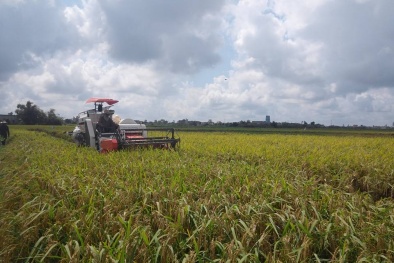 Gạo Việt lập kỷ lục mới