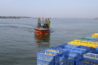 Ngăn chặn tình trạng nhập lậu gia cầm giống qua biên giới