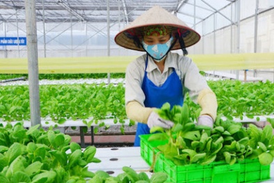 Nông nghiệp xuất siêu hơn 6 tỷ USD