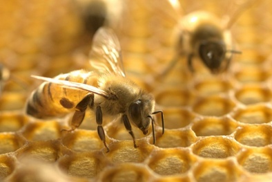 Tiêu diệt các tế bào ung thư vú bằng nọc độc của ong mật 