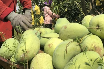 Gian lận mã số vùng trồng nông sản Việt Nam gặp khó khi xuất khẩu