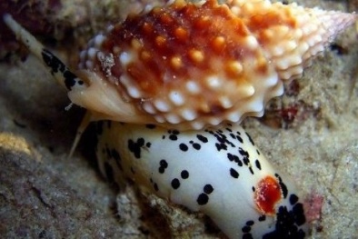 Cảnh báo: Ăn ốc có màu sắc lạ, đã ghi nhận một người tử vong