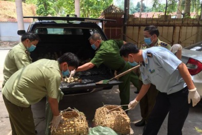 Khẩn cấp ngăn chặn vận chuyển trái phép gia cầm, sản phẩm gia cầm qua biên giới