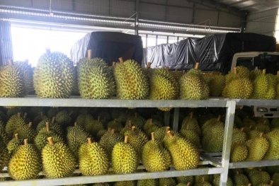 Quản lý mã số vùng trồng- Điều kiện để xuất khẩu nông sản tăng trưởng bền vững