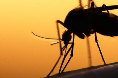 Cảnh báo căn bệnh hiếm gặp do muỗi truyền