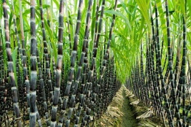 Việt Nam điều tra chống bán phá giá với đường mía xuất xứ từ Thái Lan