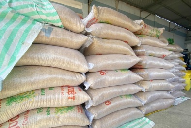 Công ty 'ma' kinh doanh giống lúa 'lạ'