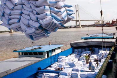 Chất lượng gạo Việt ngày càng được nâng cao