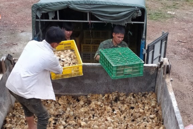 Nhập lậu giống gia cầm tăng cao, cần ngăn chặn triệt để từ mọi phía