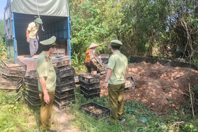 'Nóng' tình trạng nhập lậu gà giống tại Quảng Ninh