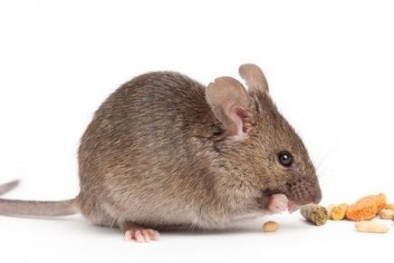 Trẻ tử vong do ăn nhầm thuốc diệt chuột rang lẫn gạo thơm