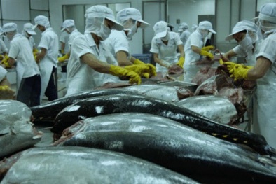 Cá ngừ Việt Nam rộng cửa vào Châu Âu