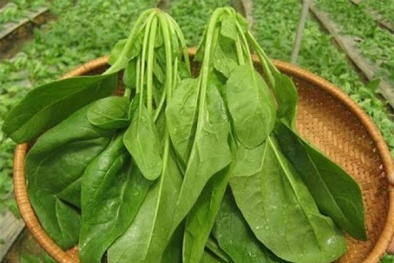 Công nghệ mới: Biến cải bó xôi thành năng lượng điện xanh