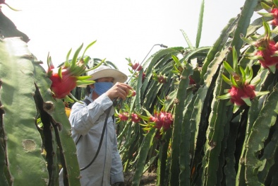 Đừng để tồn dư thuốc bảo vệ thực vật ‘cản đường’ xuất khẩu nông sản