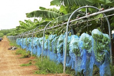 Cơ khí nông nghiệp của THACO phục vụ trong nước và xuất khẩu