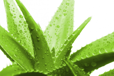 Sử dụng cây nha đam không hợp lý có thể gây tác dụng phụ cho sức khỏe và làn da